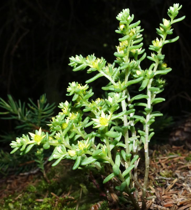 Crassulacées - Sedum sp (Orpin ) - Champagny Vanoise 1600 m red2.jpg