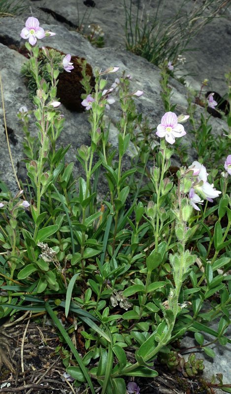 Plantaginacées - Veronica sp (V. ) - Pralognan Vanoise 1800 m red 1.jpg