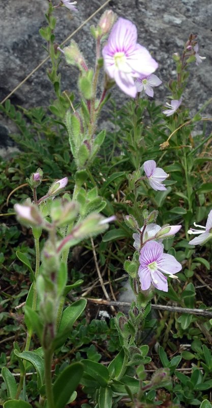 Plantaginacées - Veronica sp (V. ) - Pralognan Vanoise 1800 m red 2.jpg