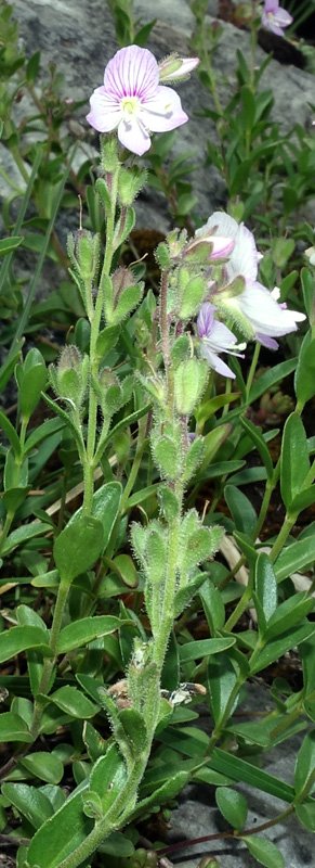 Plantaginacées - Veronica sp (V. ) - Pralognan Vanoise 1800 m red 3.jpg