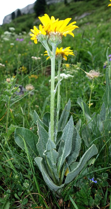 Asteracées - Doronicum clusii red 1.jpg