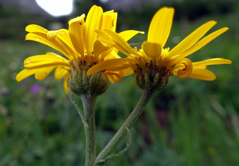 Asteracées - Doronicum clusii red 2.jpg