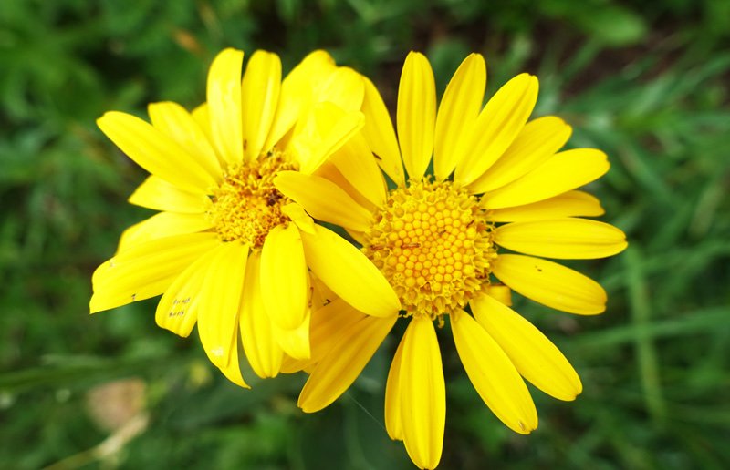 Asteracées - Doronicum clusii red 3.jpg