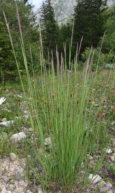 Poacées - Festuca sp red 1.jpg