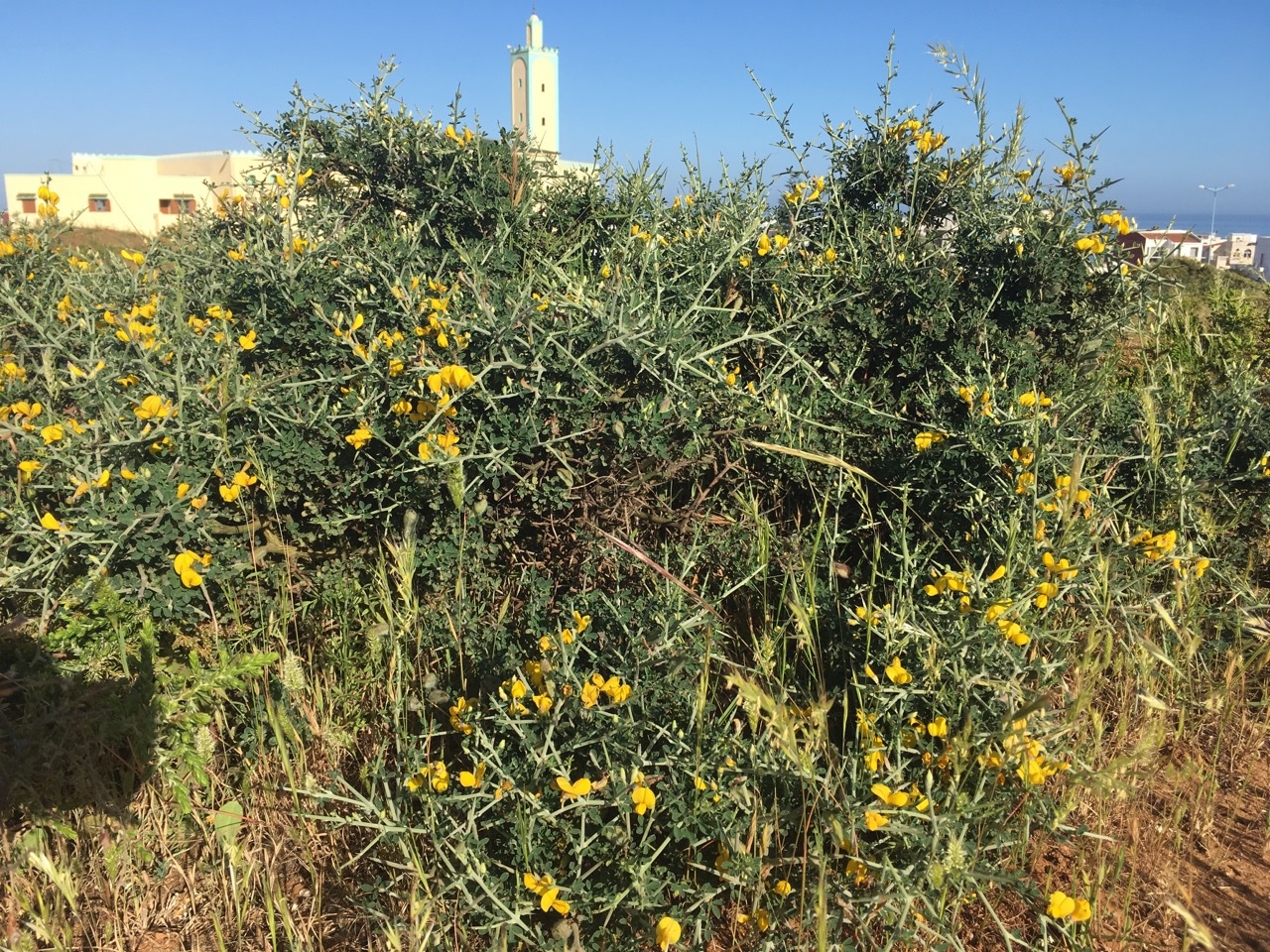 Cytisus lanigerus .jpg