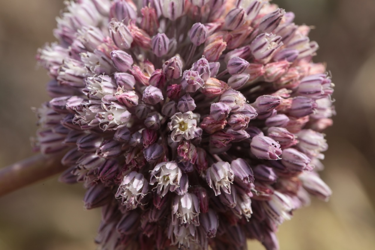 Allium ampeloprasum .jpg