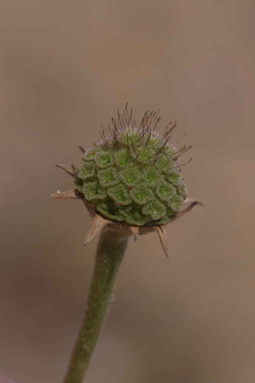 Lomeliosa rutifolia 2.jpg