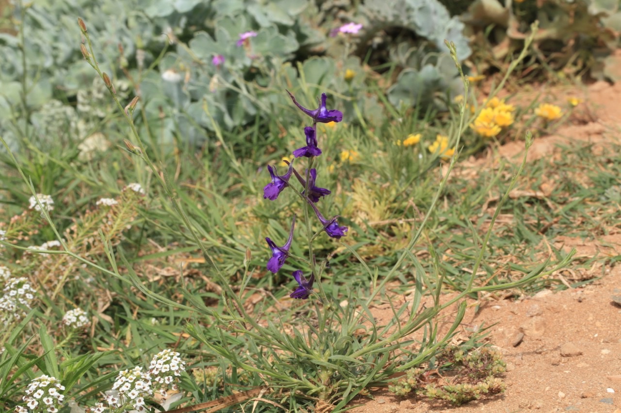 Delphinium gr. peregrinum  (D. nanum subsp.elongatum (Boiss)Blanché &al.1.jpg