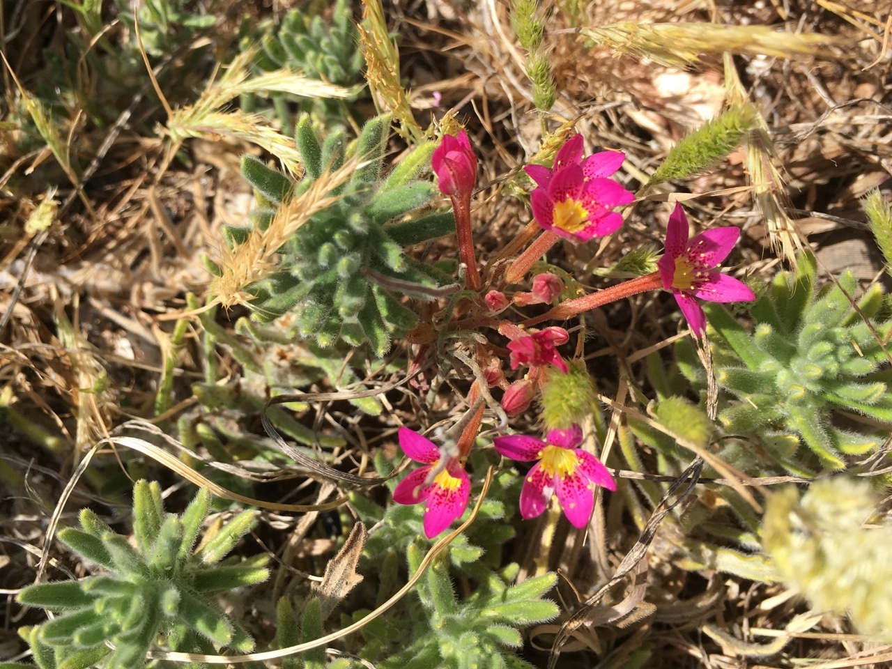 Pistorinia breviflora subsp. breviflora.jpg