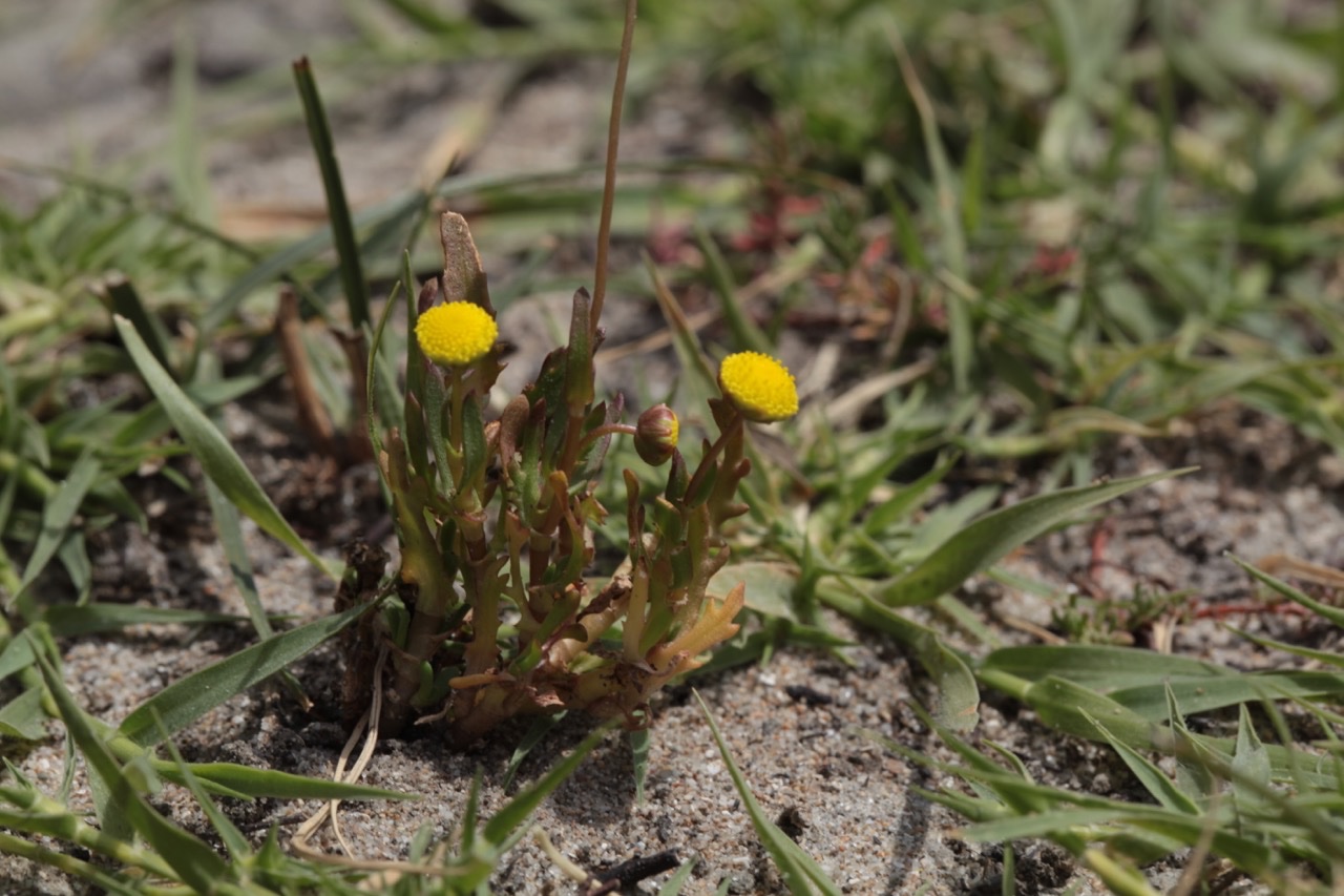 Cotula coronopifolia.jpg