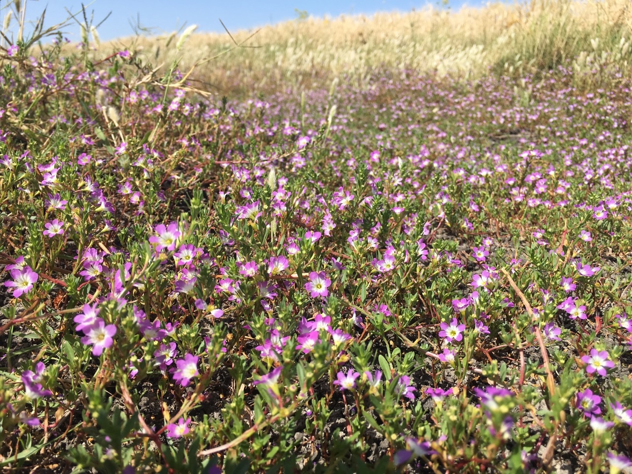 Lythrum baeticum.jpg