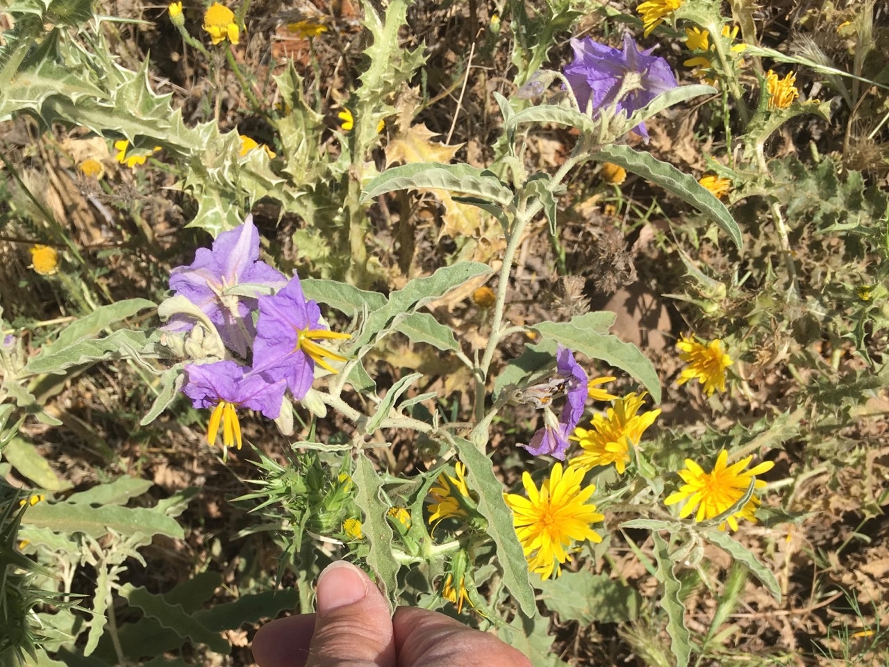 Solanum elaeagnifolium.jpg