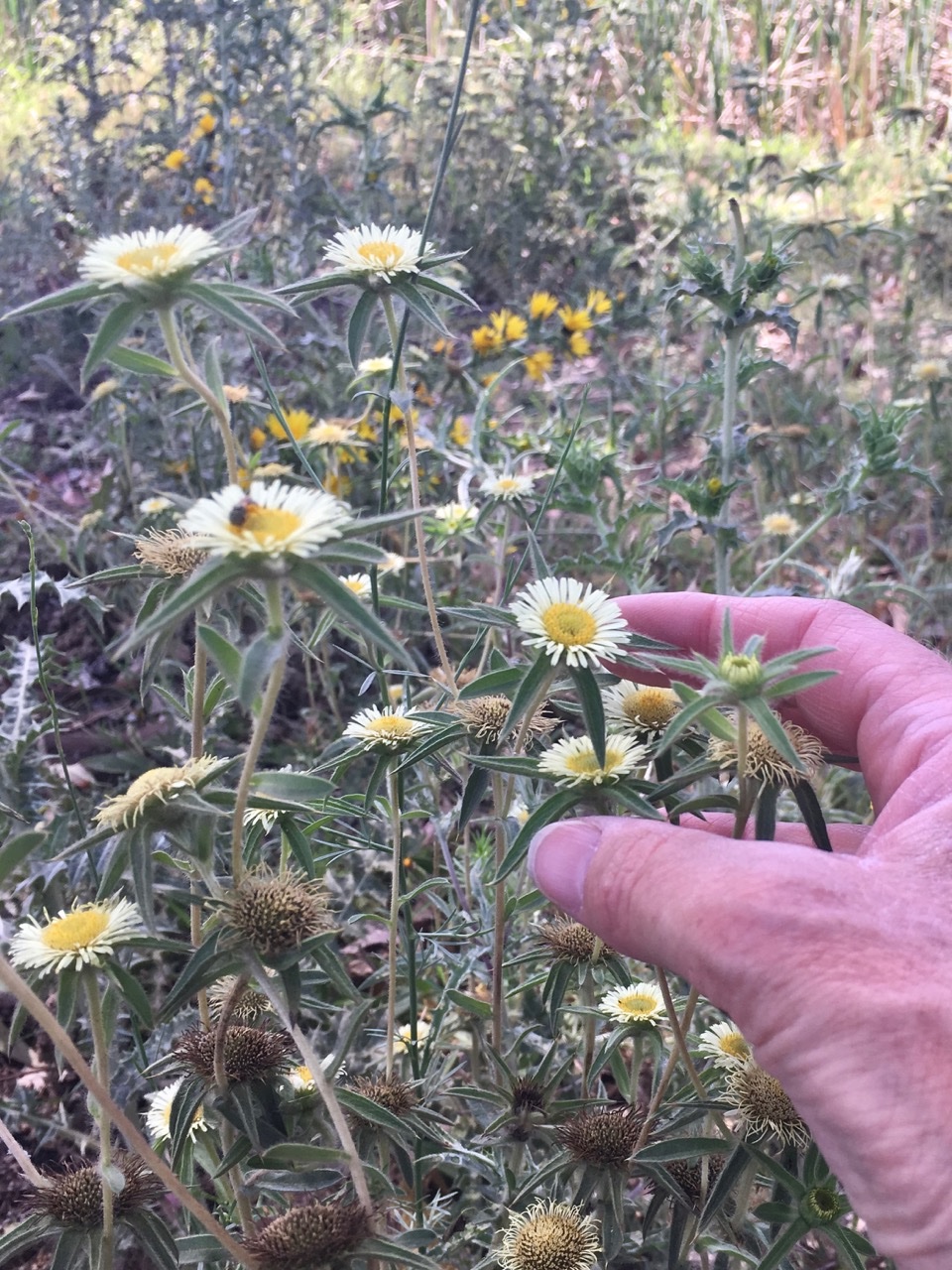 Pallenis spinosa subsp. maroccana.jpg