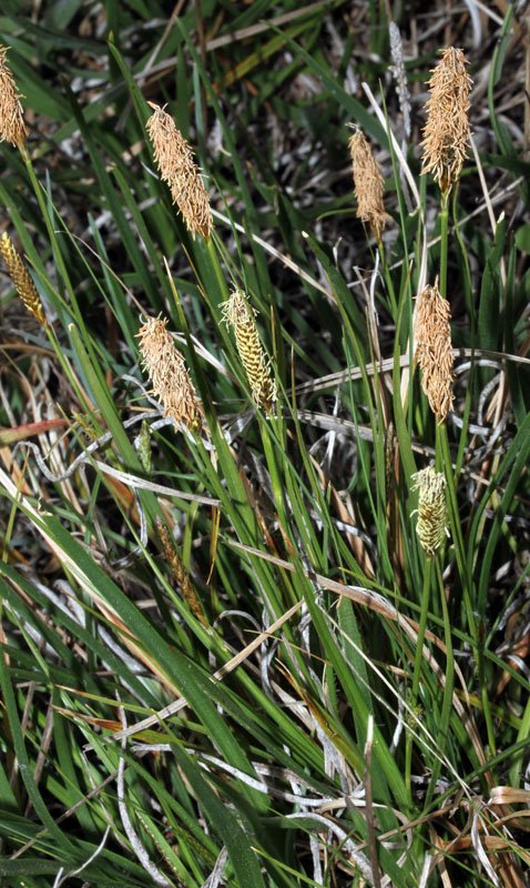 Cypéracées - Carex sp - red1.jpg