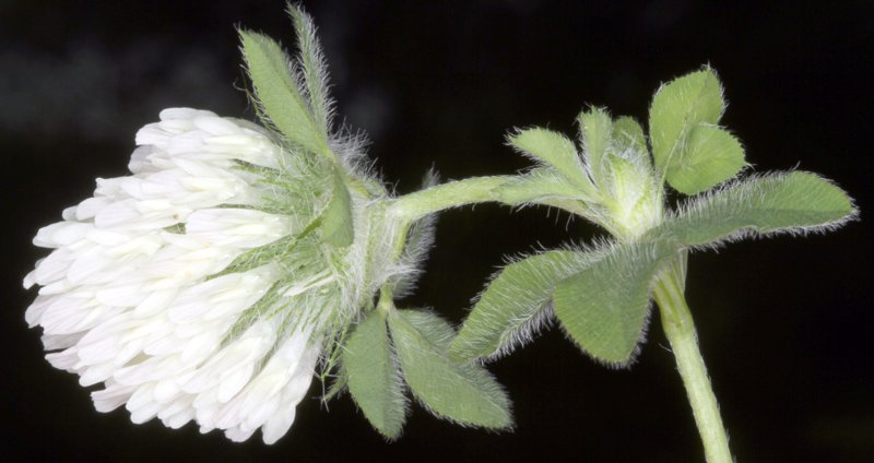 Fabacées - Trifolium X - Red Andalousie 1.jpg