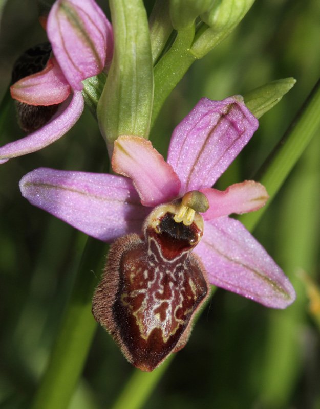 Orchidacées - Ophrys aveyronensis Grand Causse red2.jpg