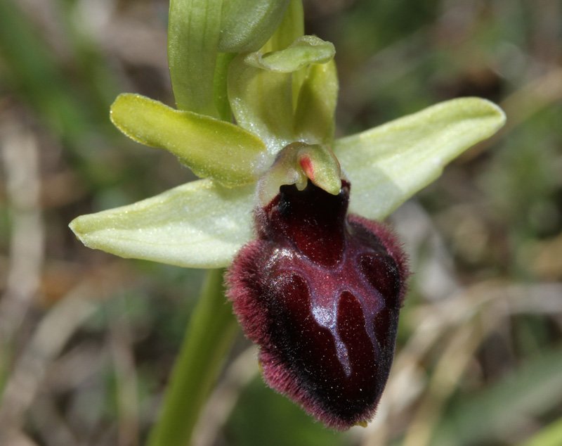 Orchidacées - Ophrys passionis Grand Causse red.jpg