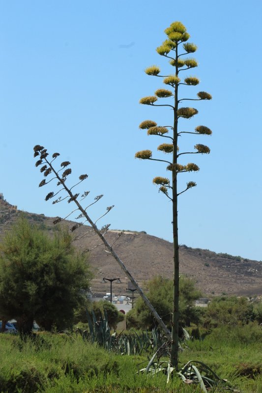 Agave americana_1.JPG