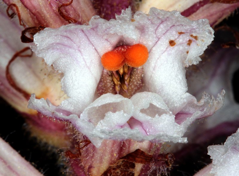 Orobanche sp1 -  Andalousie red 5.jpg