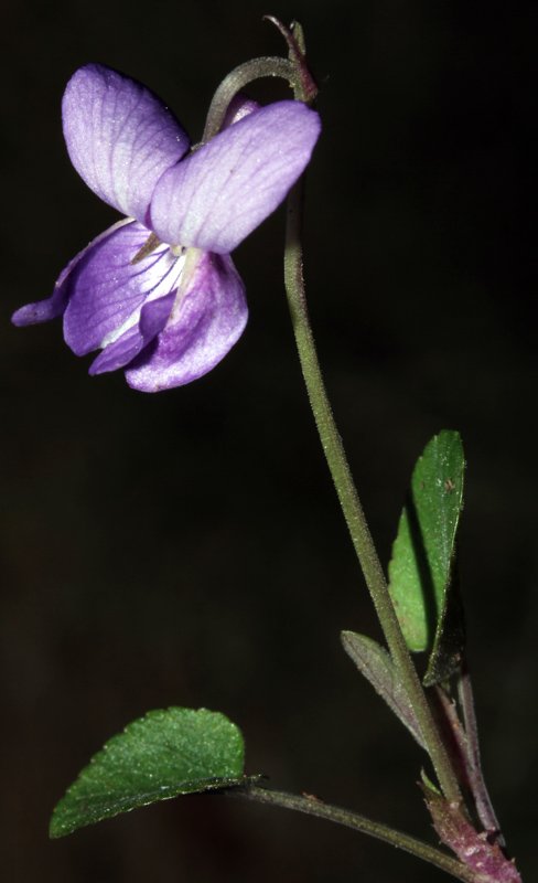 V iolacées - Viola sp 2 - Serrania Cuenca red 2.jpg