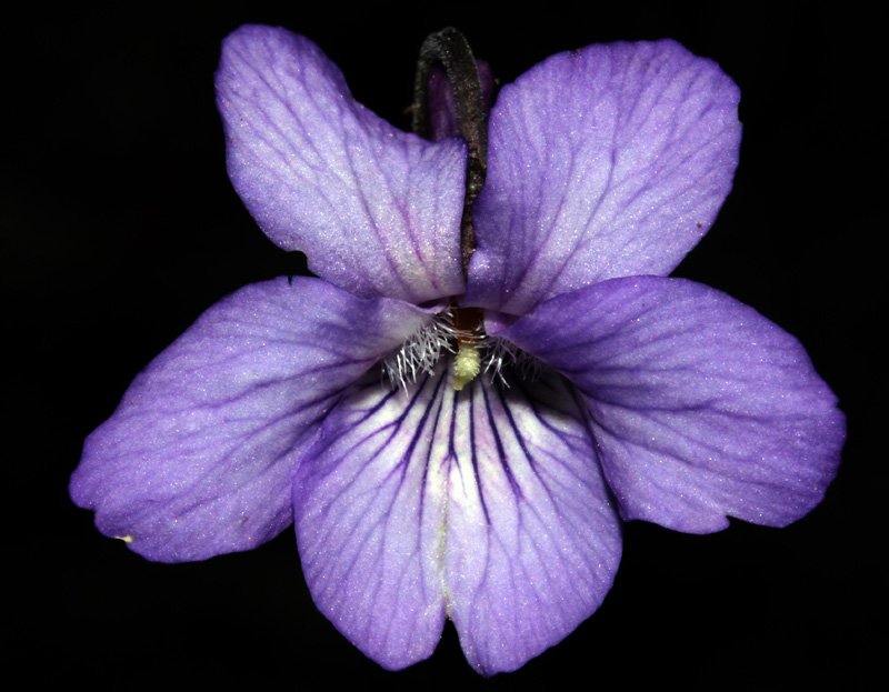 V iolacées - Viola sp 2 - Serrania Cuenca red 3.jpg