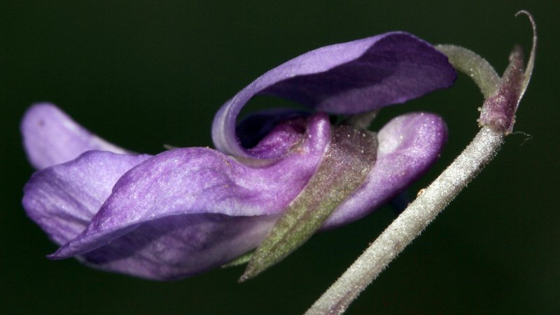 V iolacées - Viola sp 2 - Serrania Cuenca red 4.jpg