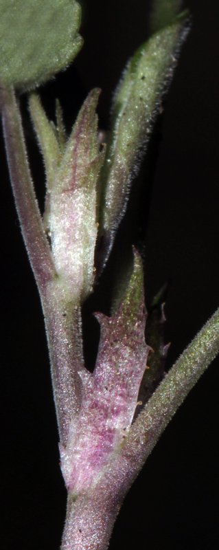 V iolacées - Viola sp 2 - Serrania Cuenca red 6.jpg