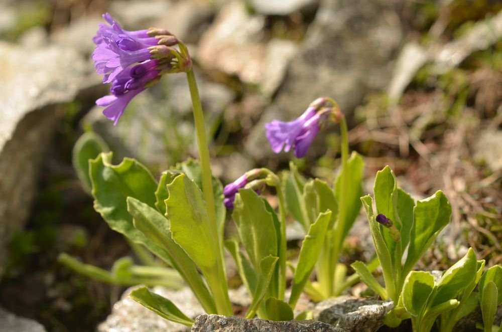 Primula latifolia graveolens (1).JPG