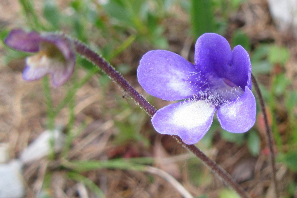 Pinguicula arveti.jpg