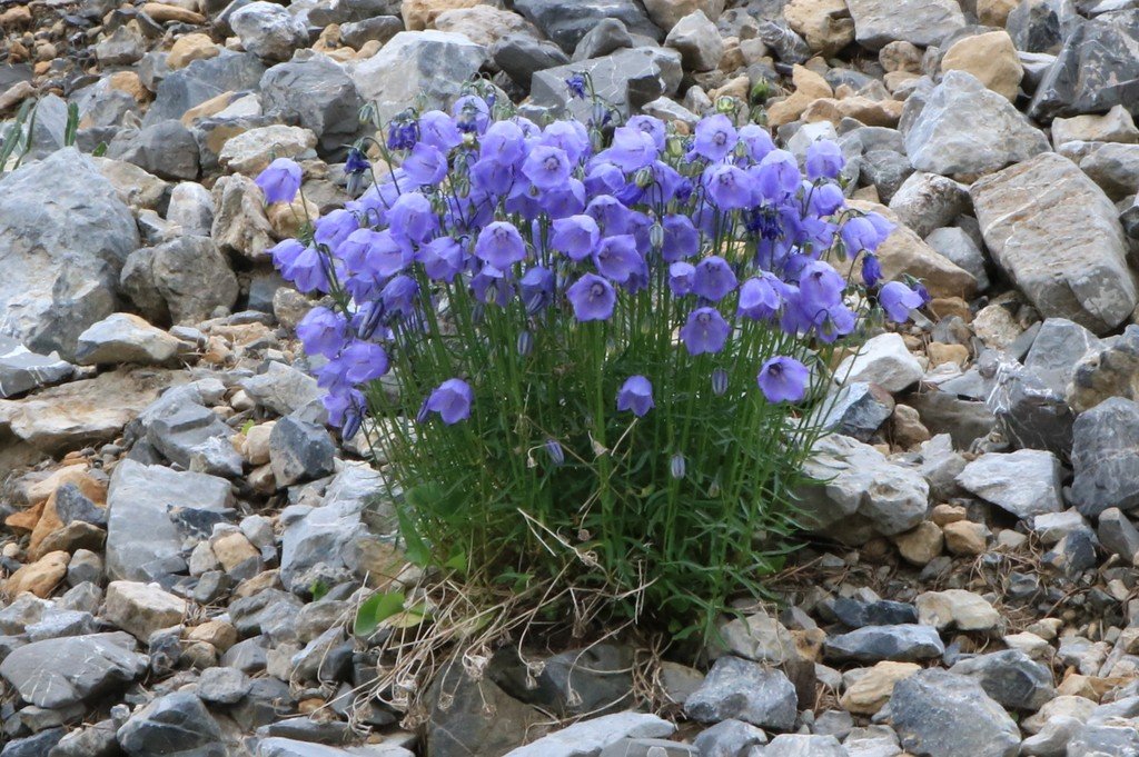 Campanula cochlearifolia.jpg