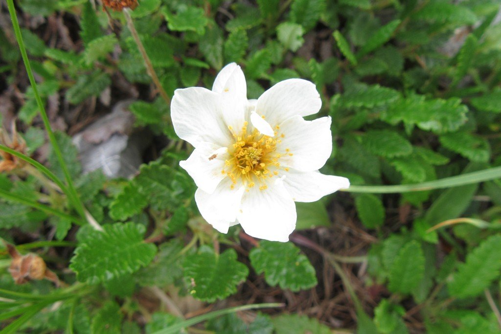 Dryas octopetala.jpg