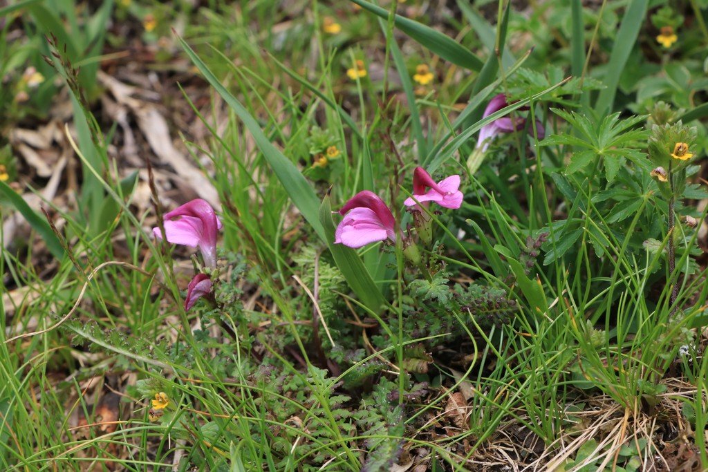 Pedicularis kerneri.jpg