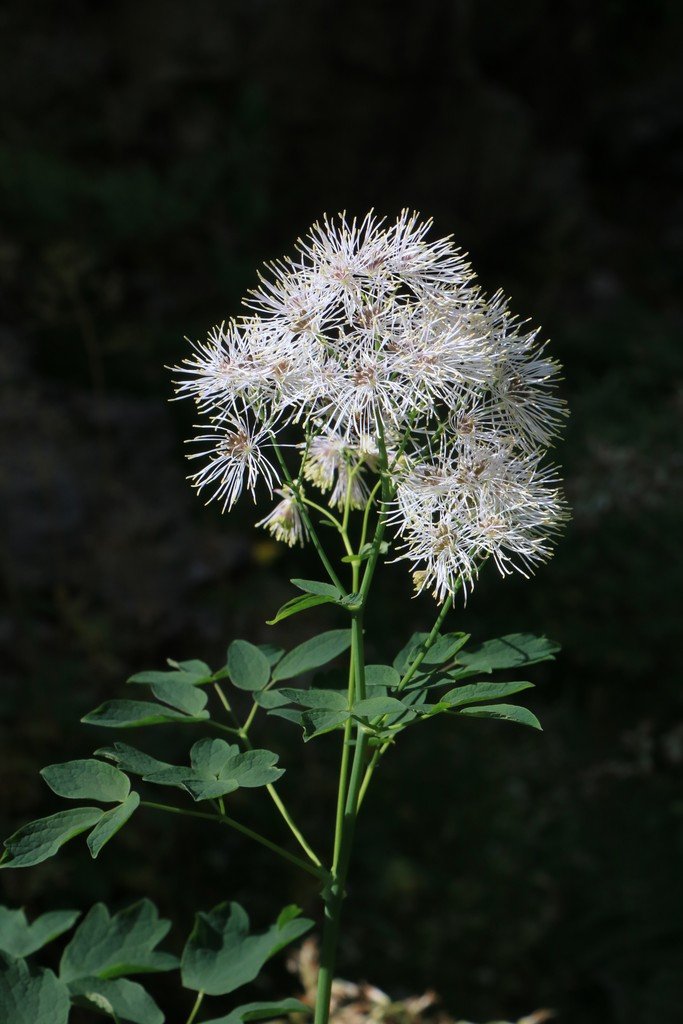 Thalictrum aquileguifolium.jpg