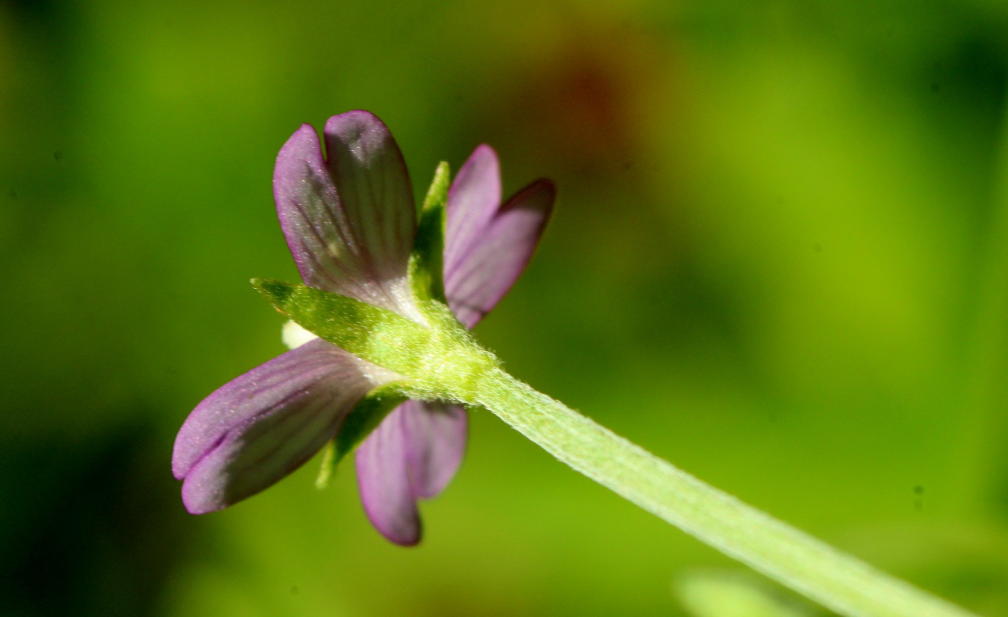 Epilobium_3791.JPG