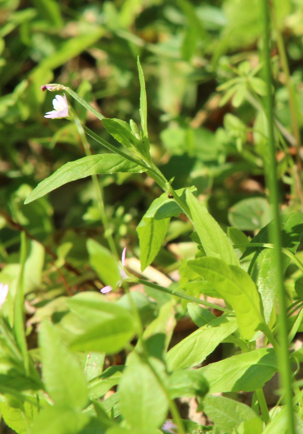 Epilobium_3792.JPG