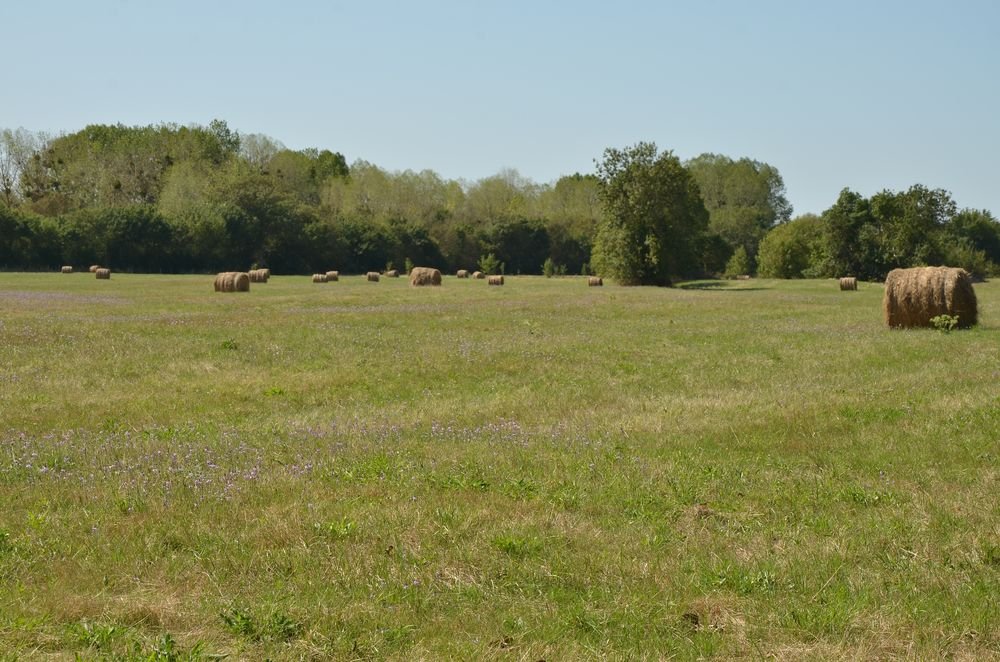 environs de la Loire entre Angers et Saumur (4).JPG