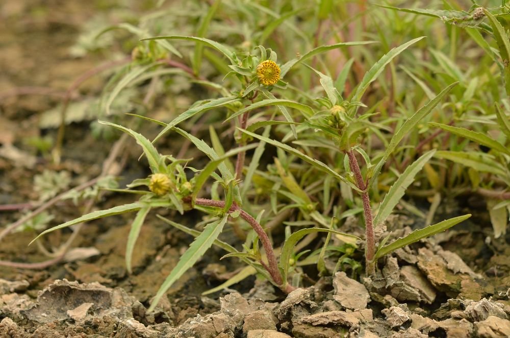 Bidens cernua 2.JPG