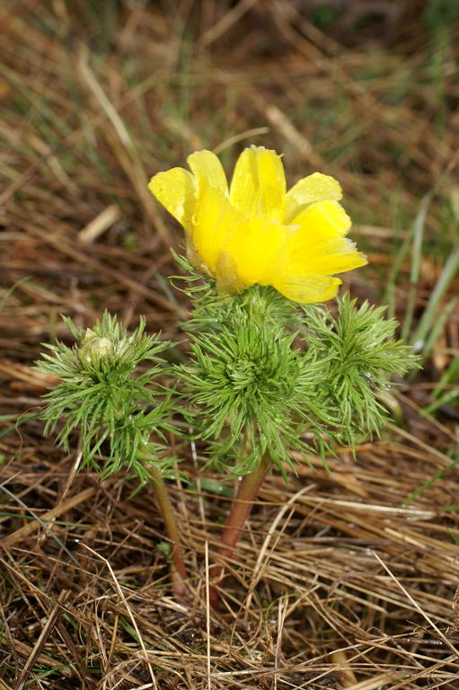 Adonis vernalis [1280x768].JPG