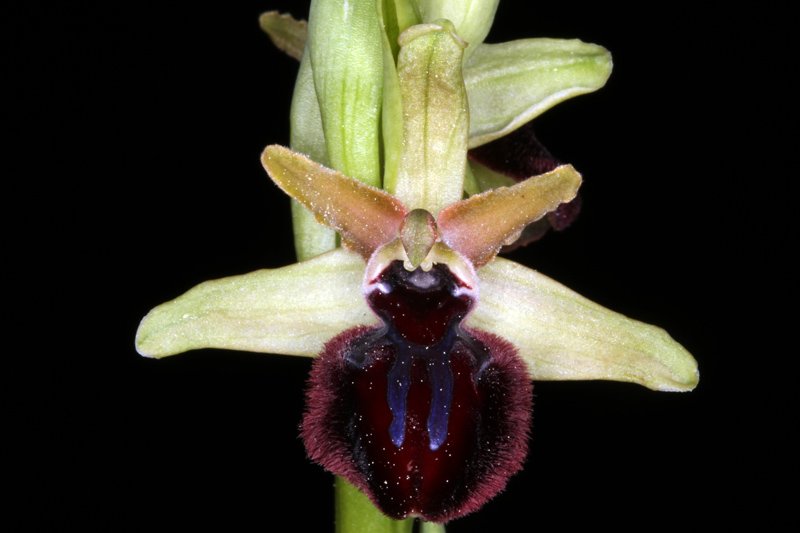 Ophrys aranifera