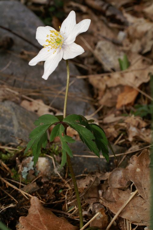 Anemone nemorosa [].JPG