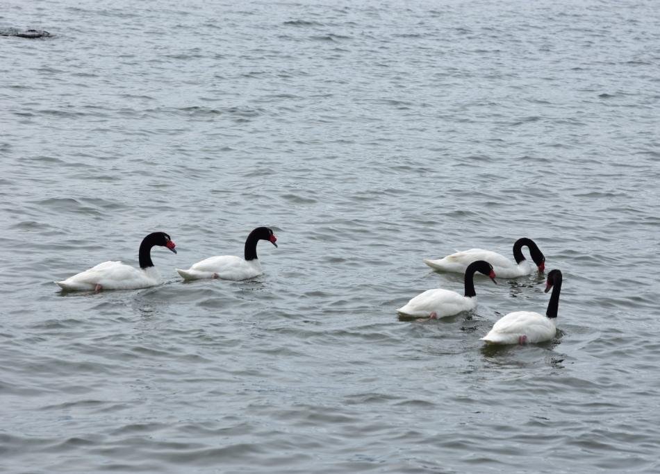 01-Cygnus melancoryphus - Cygne à cou noir.JPG