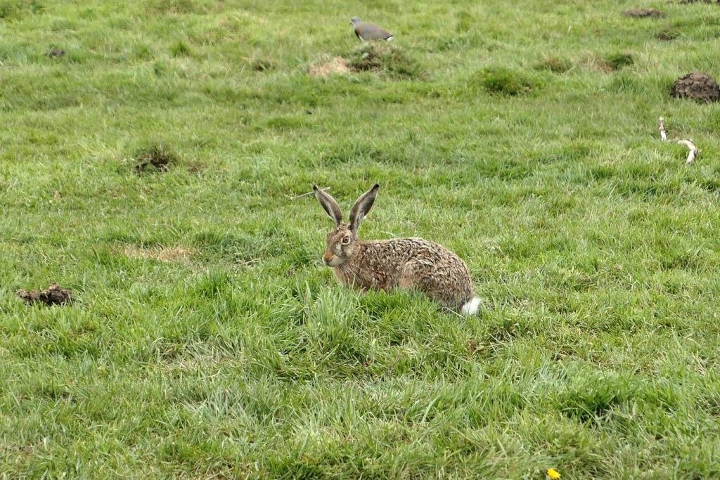 17-Lepus europaeus - Lièvre d'Europe.JPG