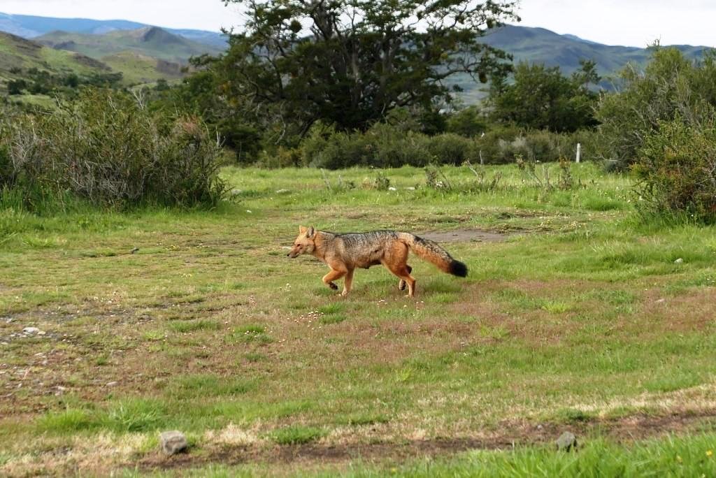 18-Lycalopex culpaeus - Renard de magellan.jpg