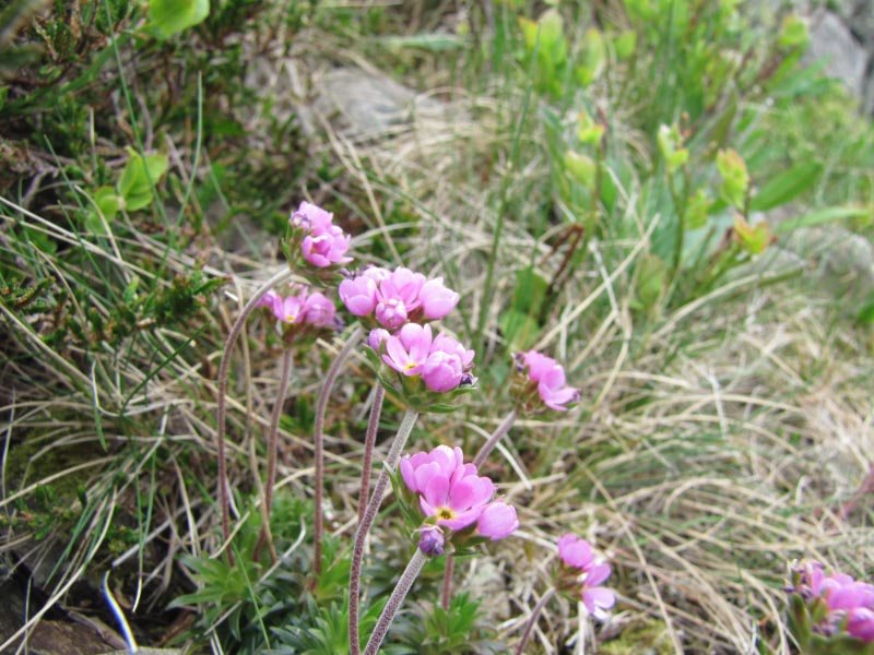 FR-68-Grand Ballon9345.jpg