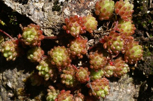 Sedum hirsutum [].JPG