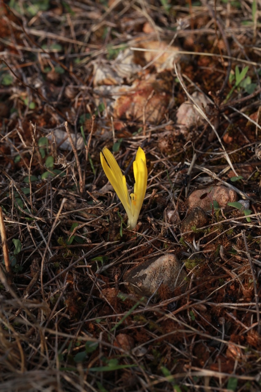 Sternbergia colchiciflora.jpg