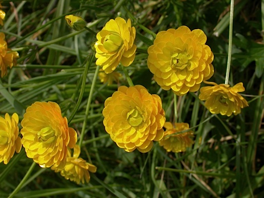 Ranunculus bulbosus.jpg