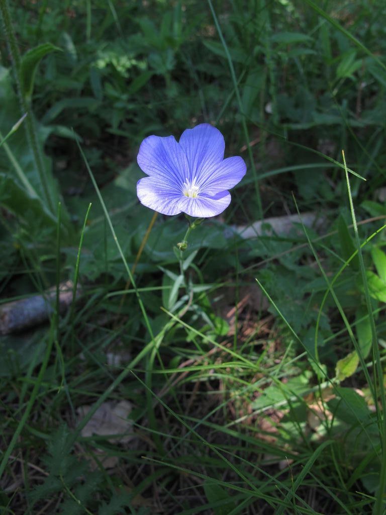 IMG_6404_Linum_sp.jpg