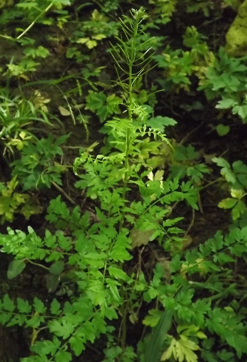 plante de sous bois.jpg