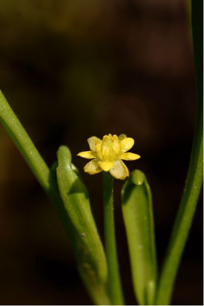 Ranunculus revelieri (4) [800x600].JPG